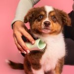 1304x1000-images_0001s_0000_puppy-brush-green_600x6002x