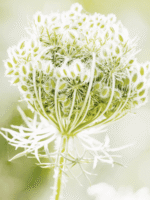 Kerstin Florian ANDA Super Nutrient Balm - Image 2