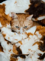 Little Giraffe The Furever Blanket (30" x 40") - Image 2