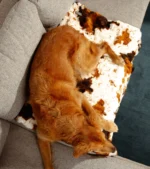 Little Giraffe The Furever Blanket (30" x 40") - Image 3