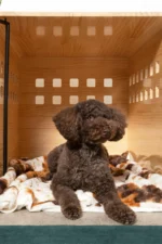 Little Giraffe The Furever Blanket (30" x 40") - Image 4